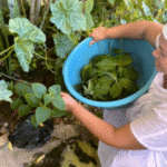 colhendo folhas_usar essa